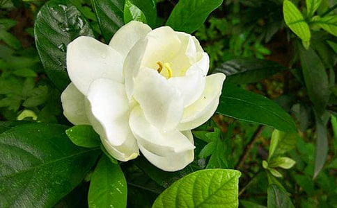 怀念栀子花的味道小升初作文1000字