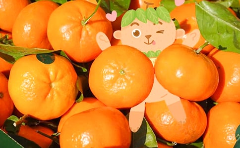 桔子与橘子有何区别