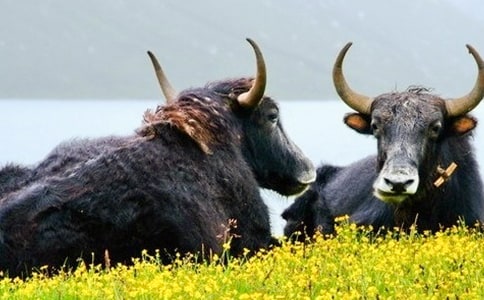 ��ţ������ʳƷ������