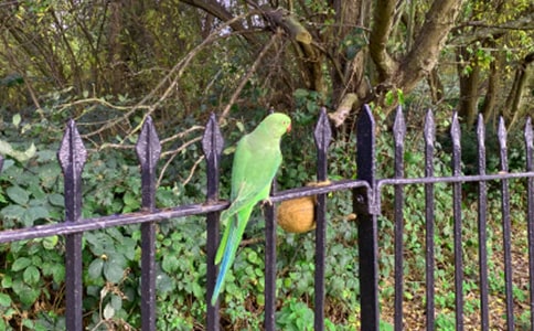 鹦鹉洲送王九游江左