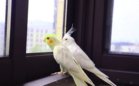 描写鹦鹉的作文300字