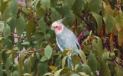 ���ĵ�ƴ��