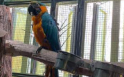 精选我家的鹦鹉作文300字9篇