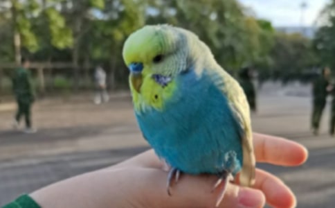 我爱我的小鹦鹉小升初作文500字