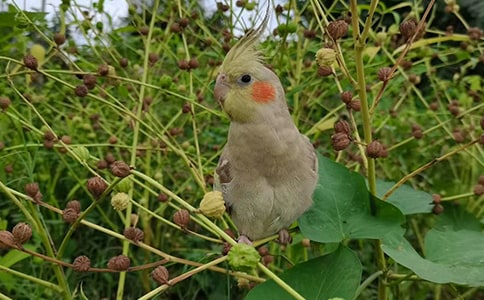 鹦鹉的作文300字(必备)