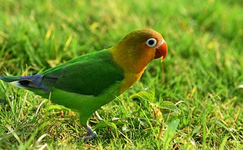 ��ѡд���ĵ�����300����ƪ