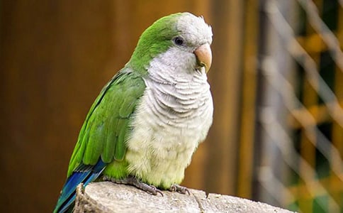 精选写鹦鹉的作文300字3篇