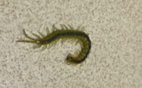 蜈蚣属于昆虫类吗