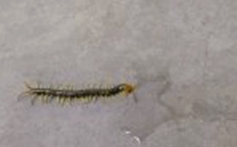 蜈蚣是昆虫类吗