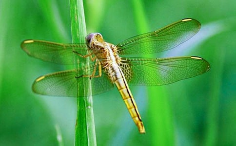 �����۵��Ķ��ĵ����