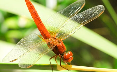 【优选】蜻蜓的作文300字