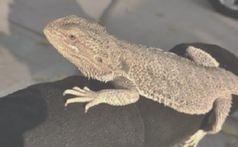 ���������ж�����