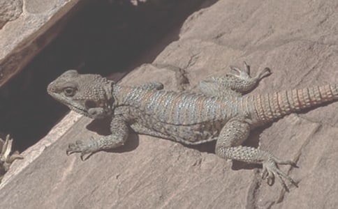 ���������ܶ�����