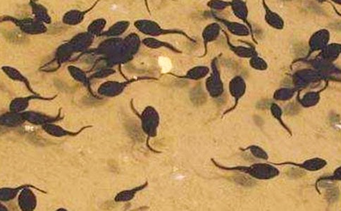 小蝌蚪为找妈妈做了什么样的努力