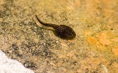 关于蝌蚪的作文300字9篇