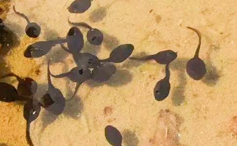 关于蝌蚪作文300字3篇