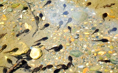 实用的蝌蚪的作文300字四篇