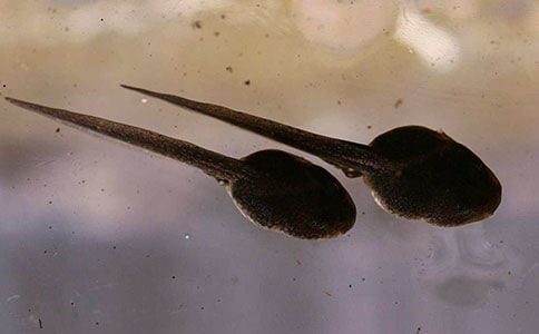 ʵ�õ���������300��