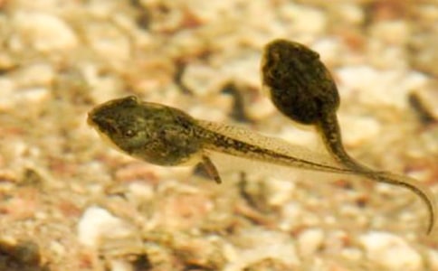 蝌蚪的作文600字合集八篇