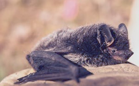 �������㡷����С���Ʒ6ƪ��