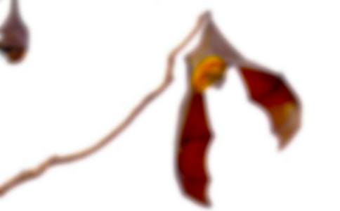 �������𡷶����