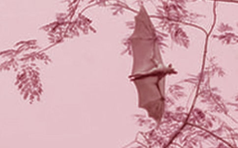 蝙蝠的作文300字(必备)