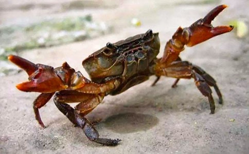 实用的螃蟹作文300字