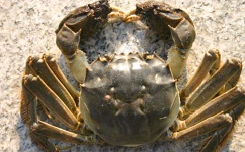 ���¶���С�з�������