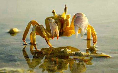 �з������