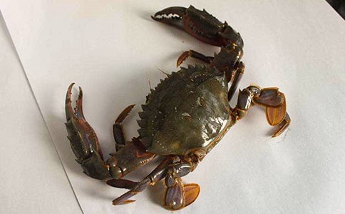 ����ѡ��С�з������300��3ƪ