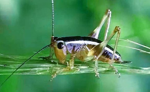 有关蟋蟀作文300字4篇