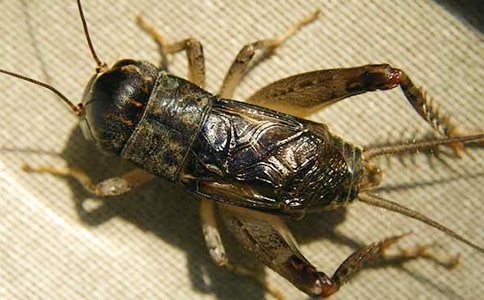 ������д��ľ���,��д��д��ľ���