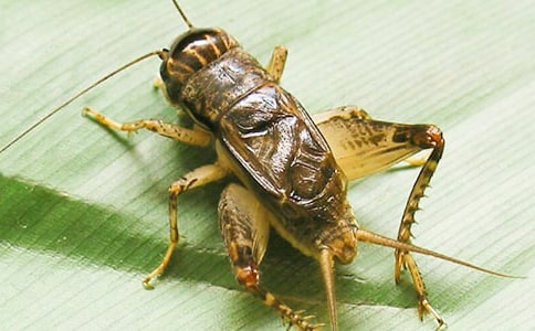 ���󰡷�����