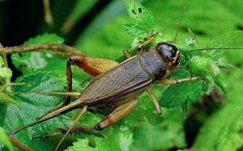 �����סլ�������