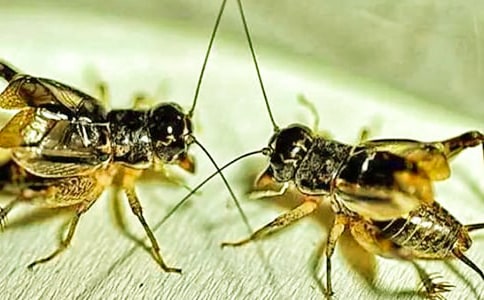 实用的蟋蟀的作文300字