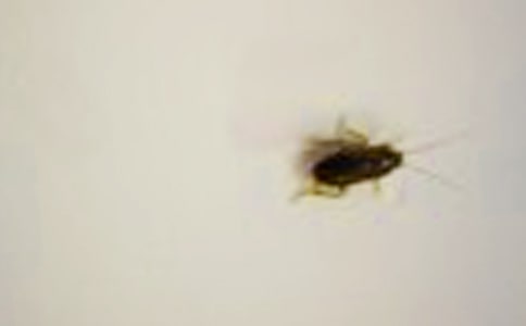 蟑螂是黑色的吗