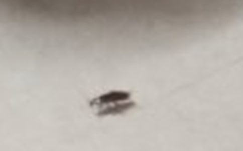 ����Ǻ�����