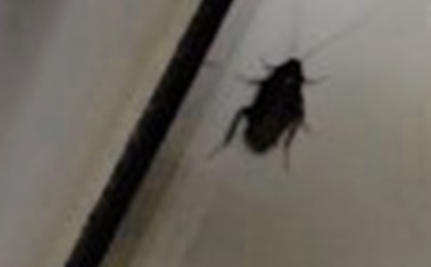 白色蟑螂是变异吗