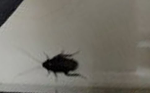 ������ĸ��������