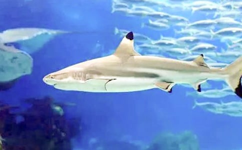 鲨鱼是哺乳动物吗