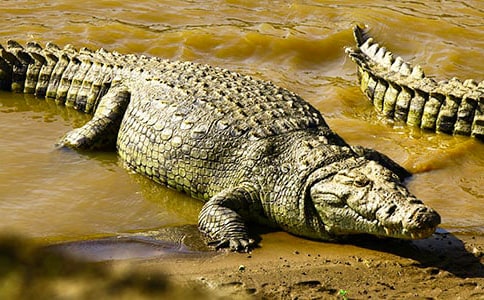 鳄鱼是哺乳动物吗