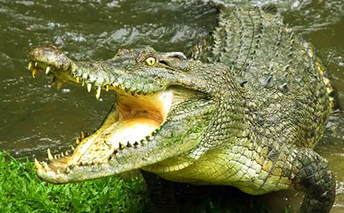 鳄鱼是保护动物吗?