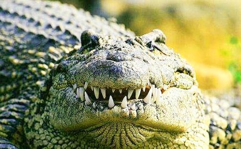 ��������������ʲô��ʾ