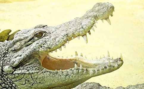 鳄鱼的单词怎么写