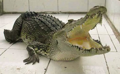 鳄鱼是保护动物吗