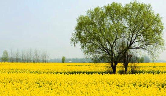 春游的活动策划方案