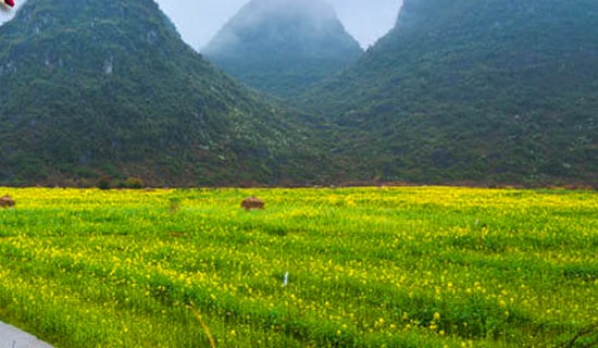 【必备】春游的作文300字四篇